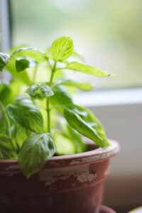 Grow Basil in Florida