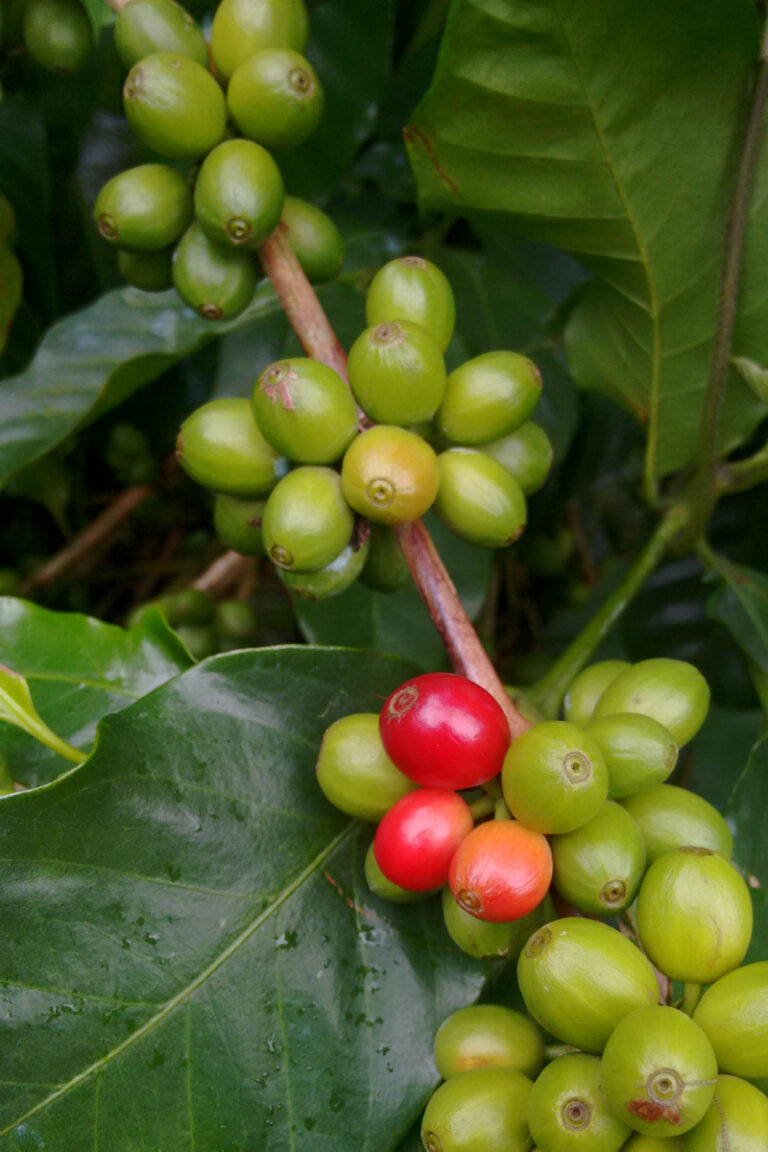 How to Grow Your Own Coffee Beans