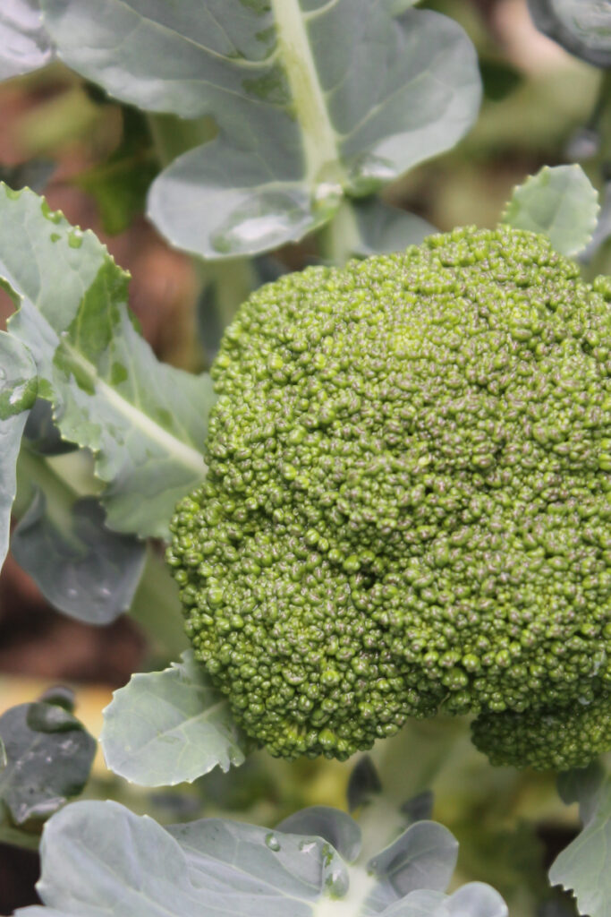 How to Grow Broccoli in Texas