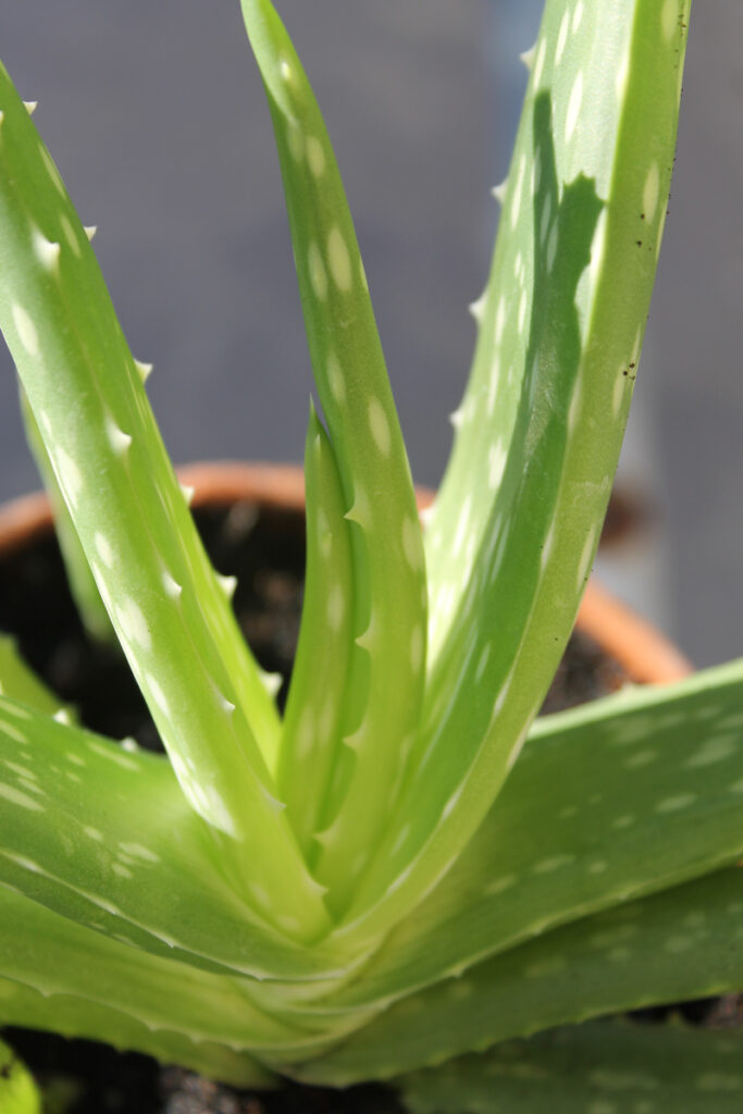 Grow Aloe Vera From Leaf