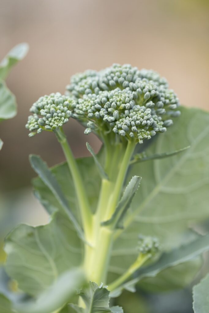 Grow Broccolini