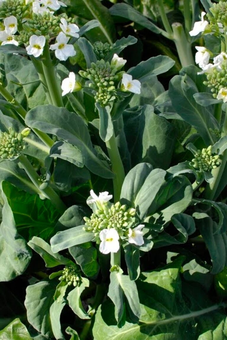 Chinese Broccoli: Your Foolproof Growing Guide