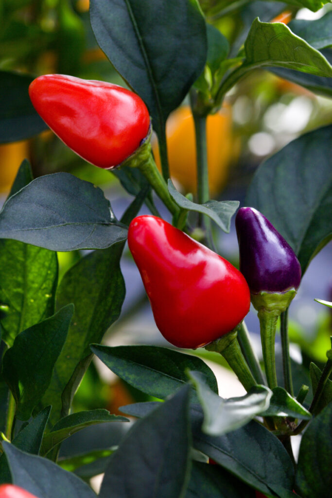 Grow Pimento Peppers