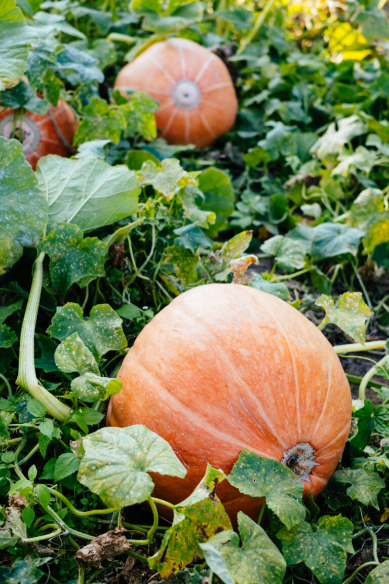 Pump Up Your Pumpkins: Growing in Florida Made Easy