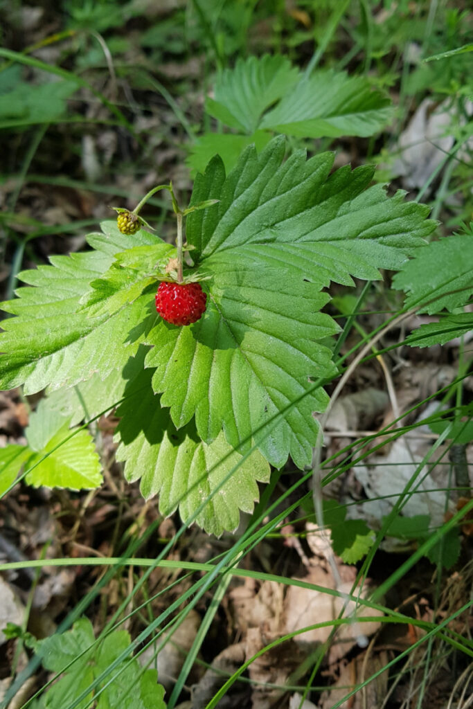 Grow Strawberries in Ohio