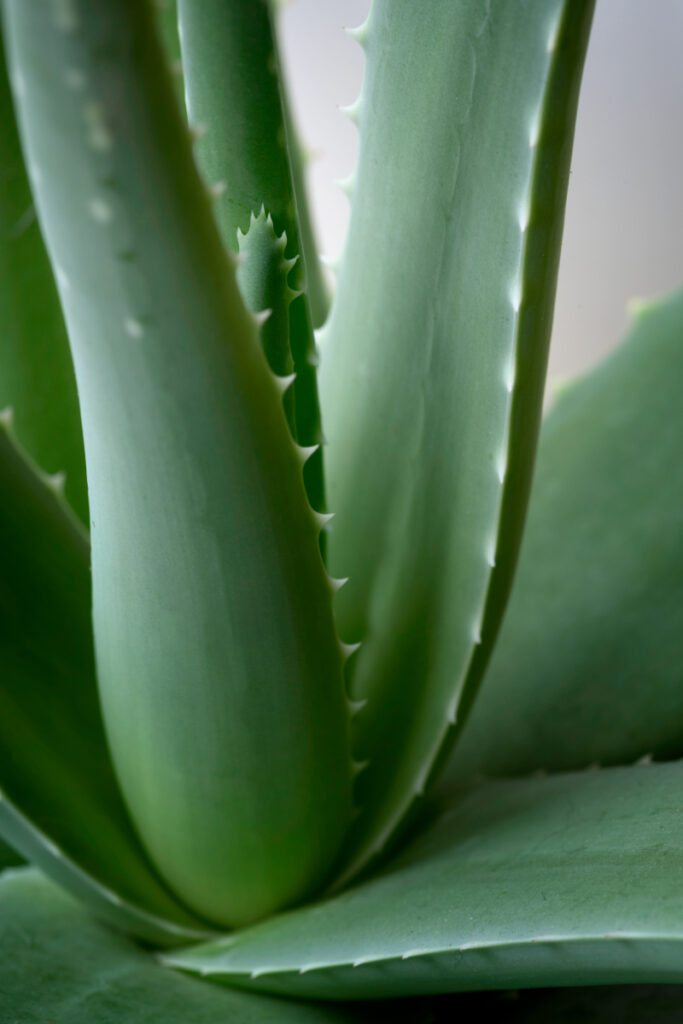 How to Grow Aloe Vera From Leaf