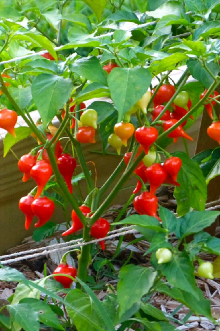 Biquinho Peppers: Spice Up Your Garden Today!