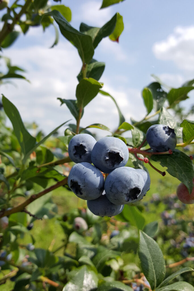 How to Grow Blueberries in NC 01