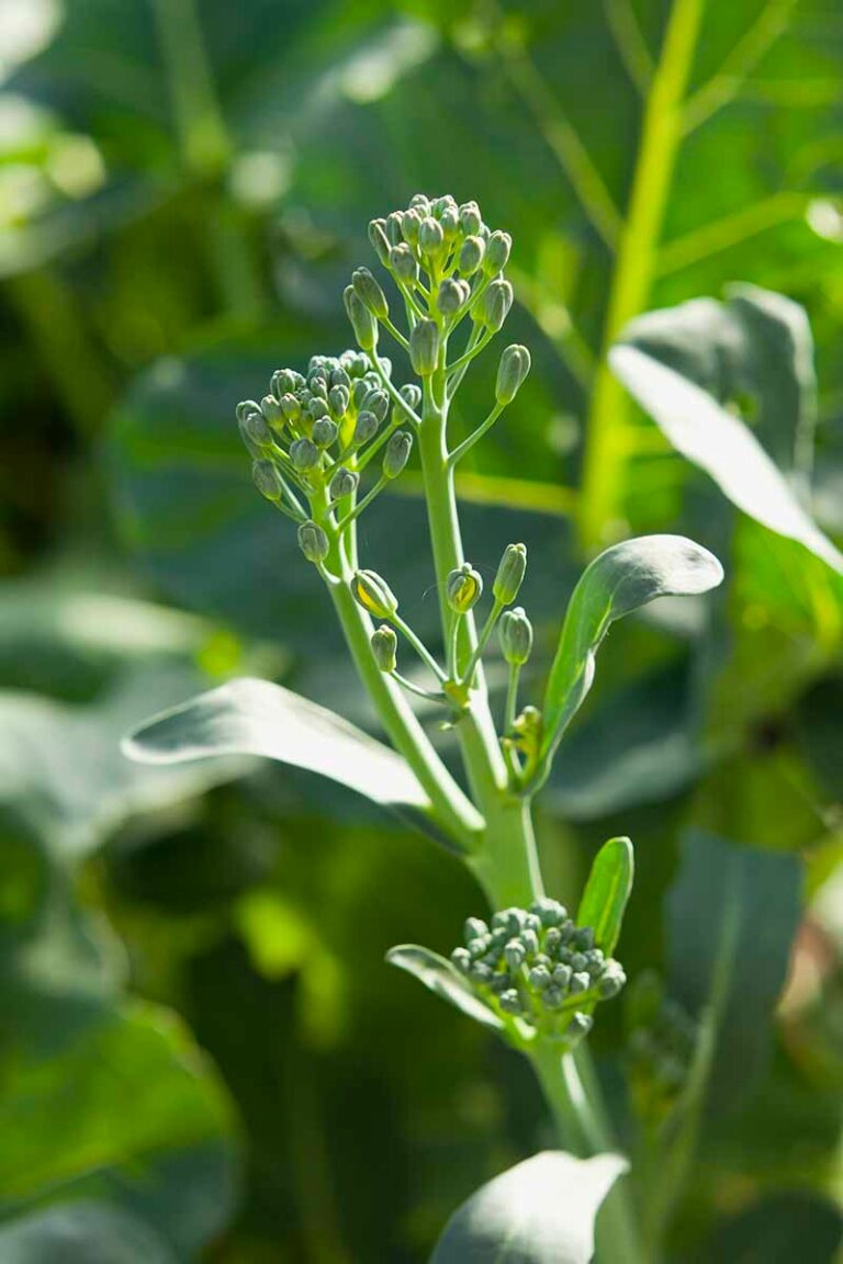 Master the Art of Growing Broccolini Today!