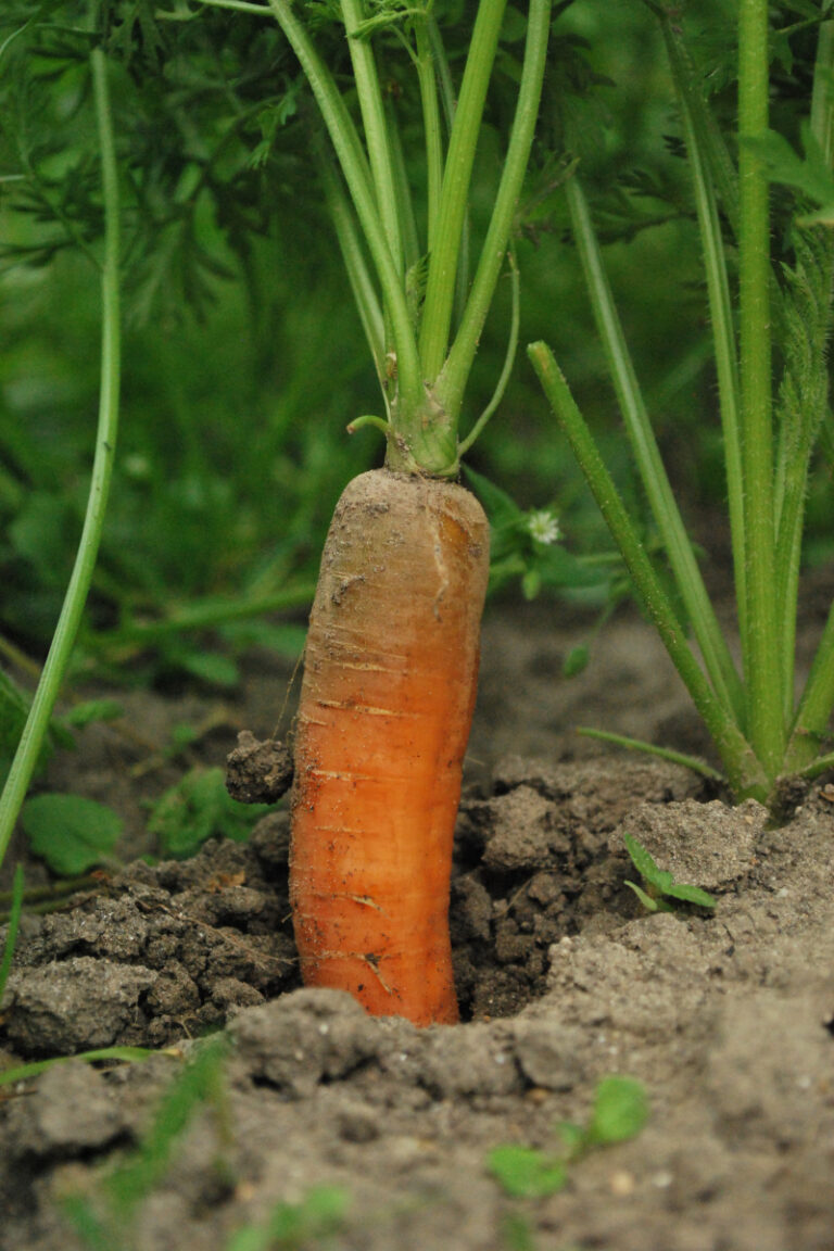Grow Plump Carrots in Florida: Top Tips