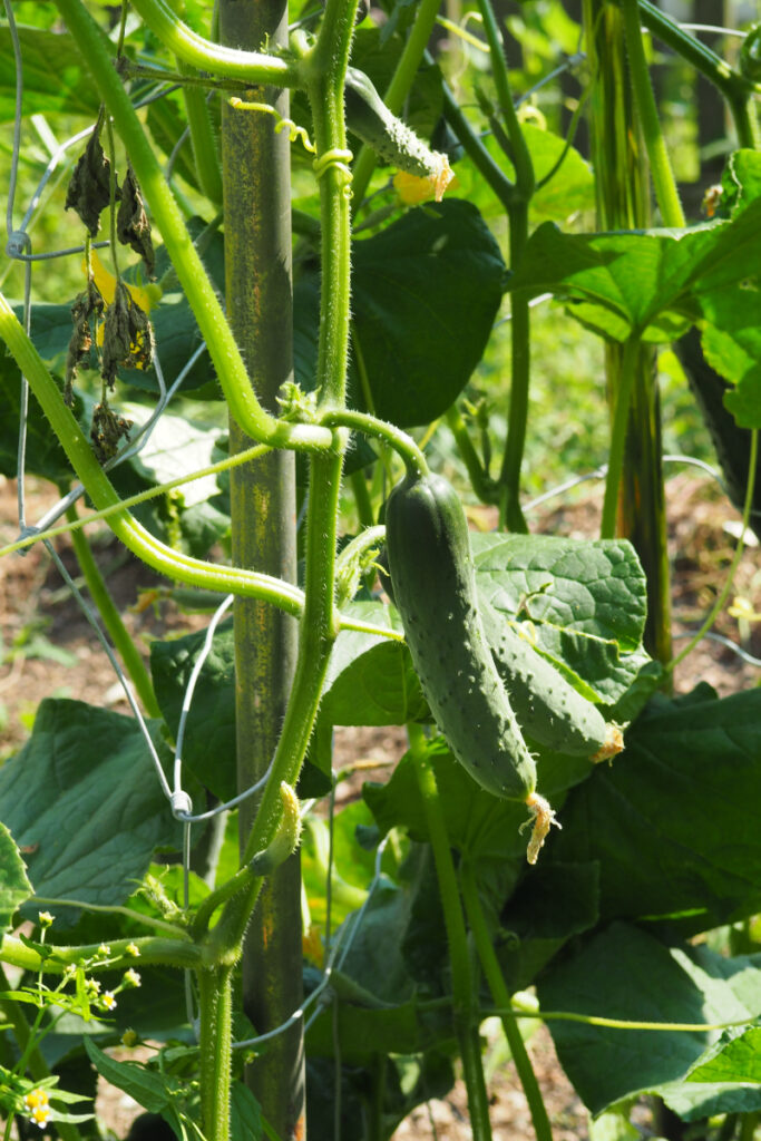How to Grow Cucumbers in Florida