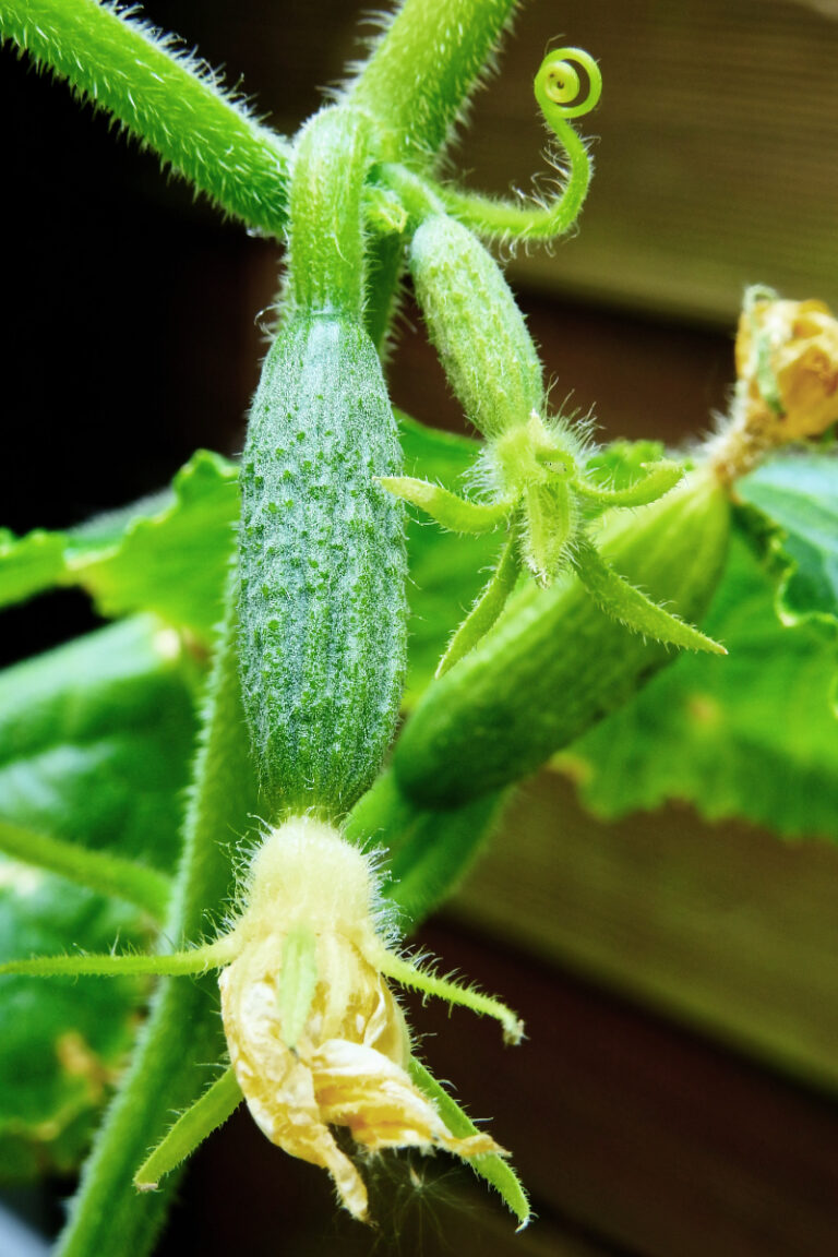 Craving Cucumbers? Learn to Grow in Texas!