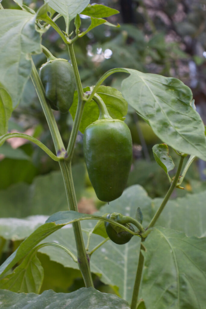How to Grow Pimento Peppers