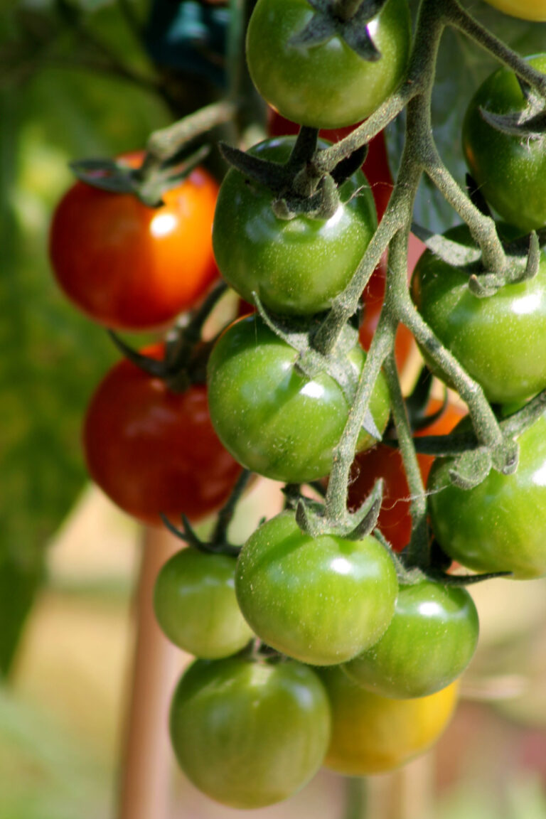Growing Rapunzel Tomatoes: Learn the Secrets