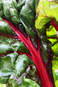 How to Grow Rhubarb in Colorado