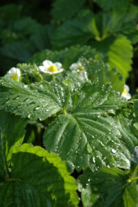 How to Grow Strawberries in NC
