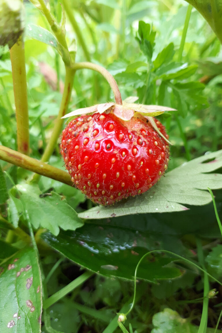 Berry Bliss: Growing Strawberries in Ohio
