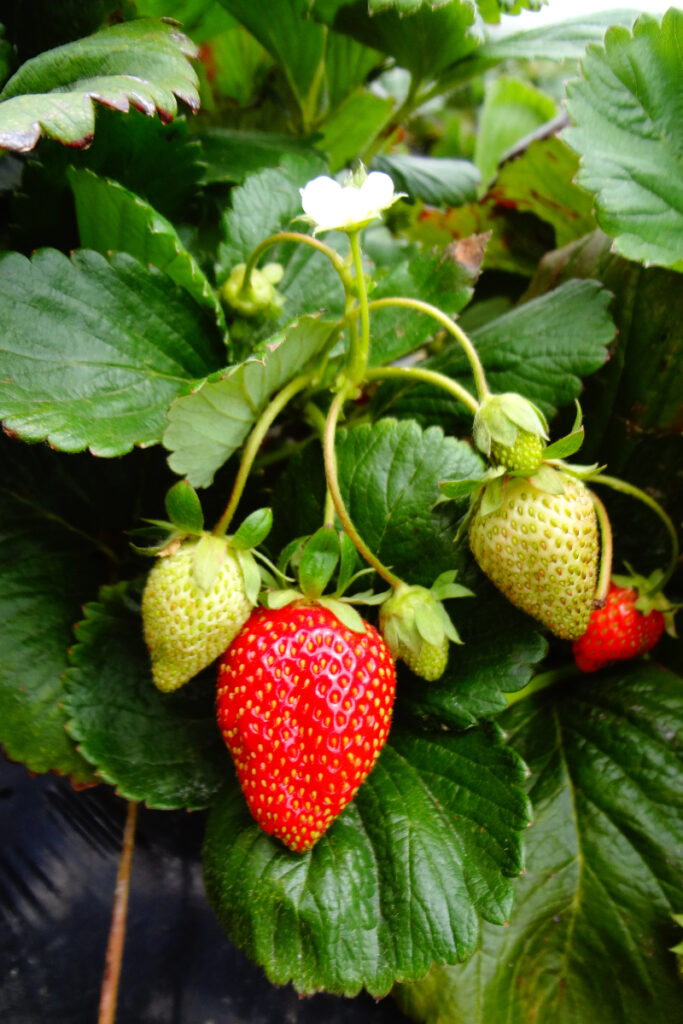 How to Grow Strawberries in Texas
