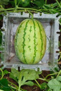 How to Grow a Square Watermelon