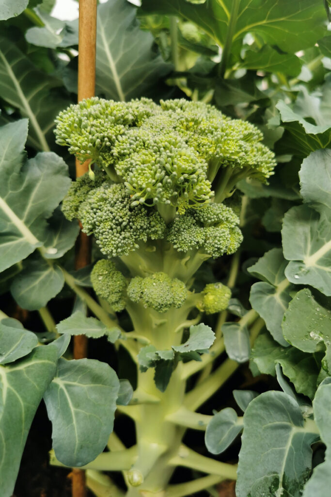 Grow Broccoli in Texas