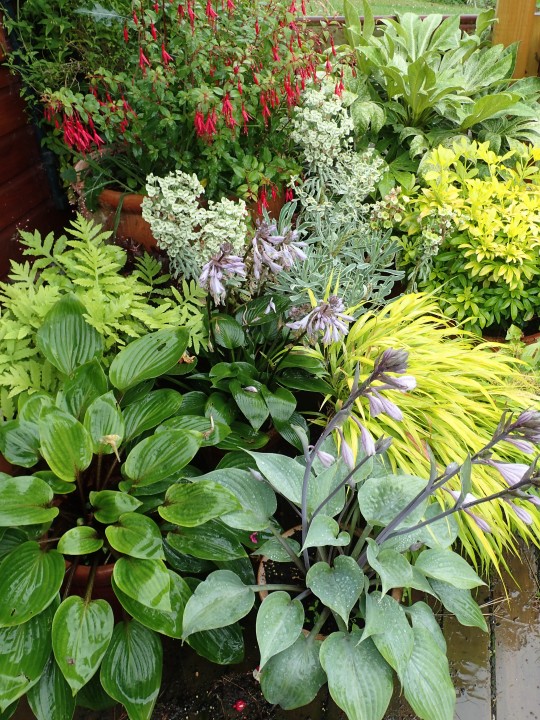 Great Shade Plants for a Successful Shade Garden