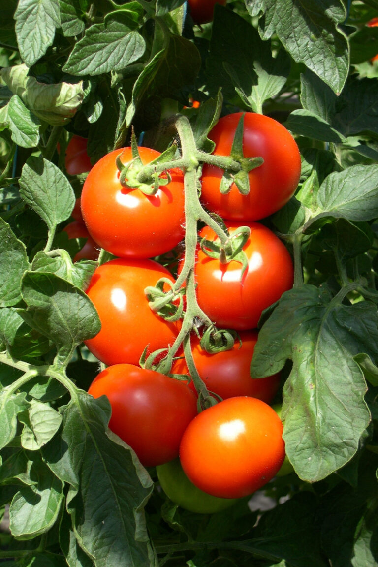 Husky Cherry Red Tomatoes: Savor Success