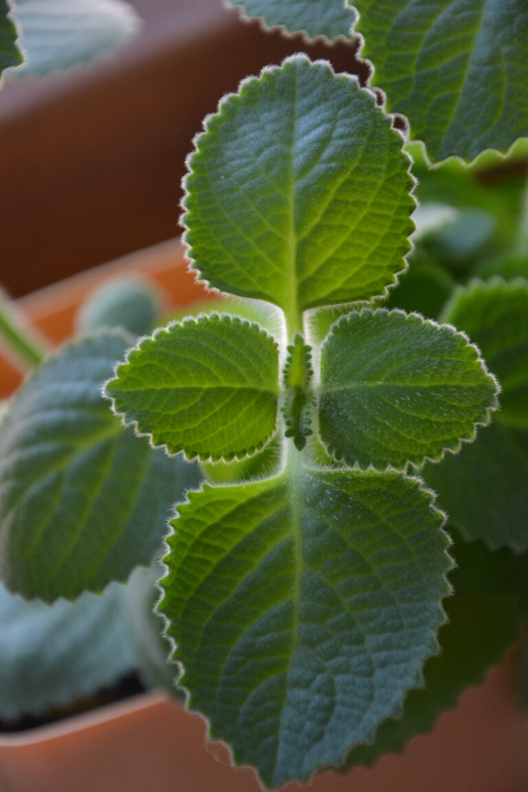 Thrive with Mexican Oregano: Planting Guide