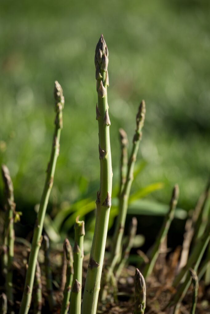 How to Grow Asparagus from Scraps