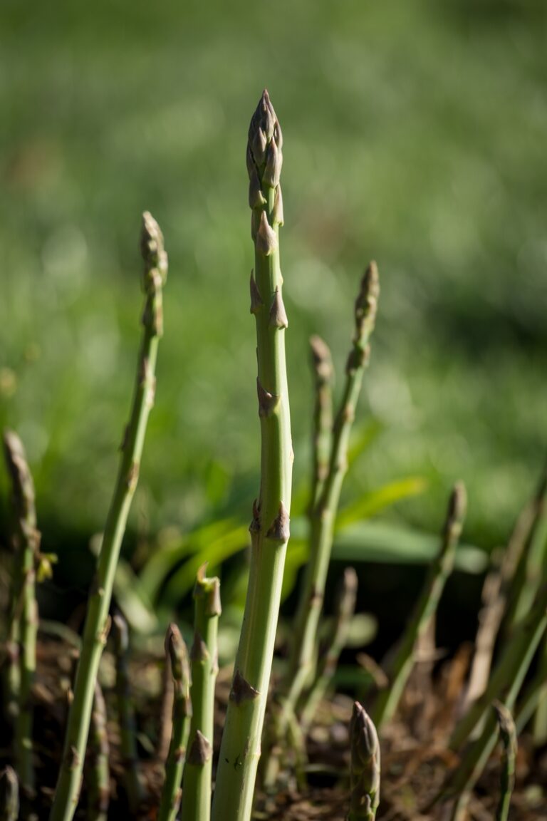 Grow Asparagus from Scraps: Thrifty Tips
