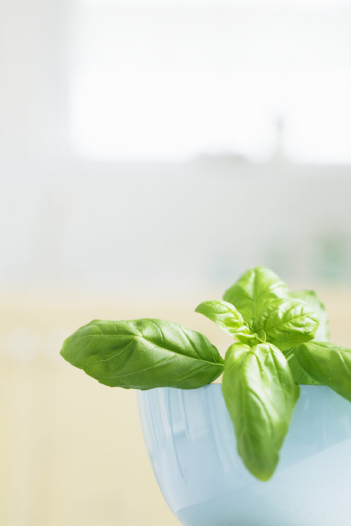 How to Grow Basil in Water