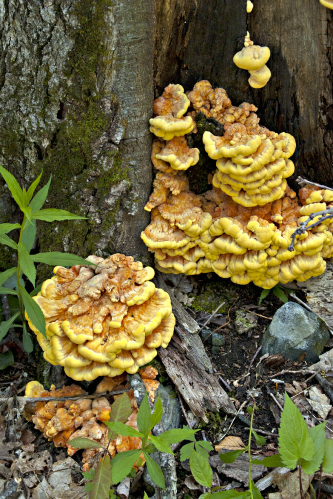 How to Grow Chicken of the Woods