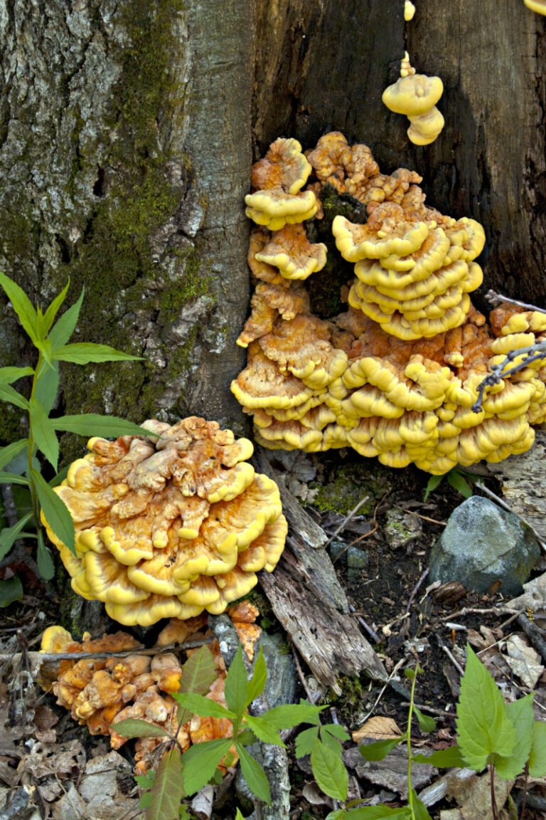 Chicken of the Woods: Forest Flavor at Home
