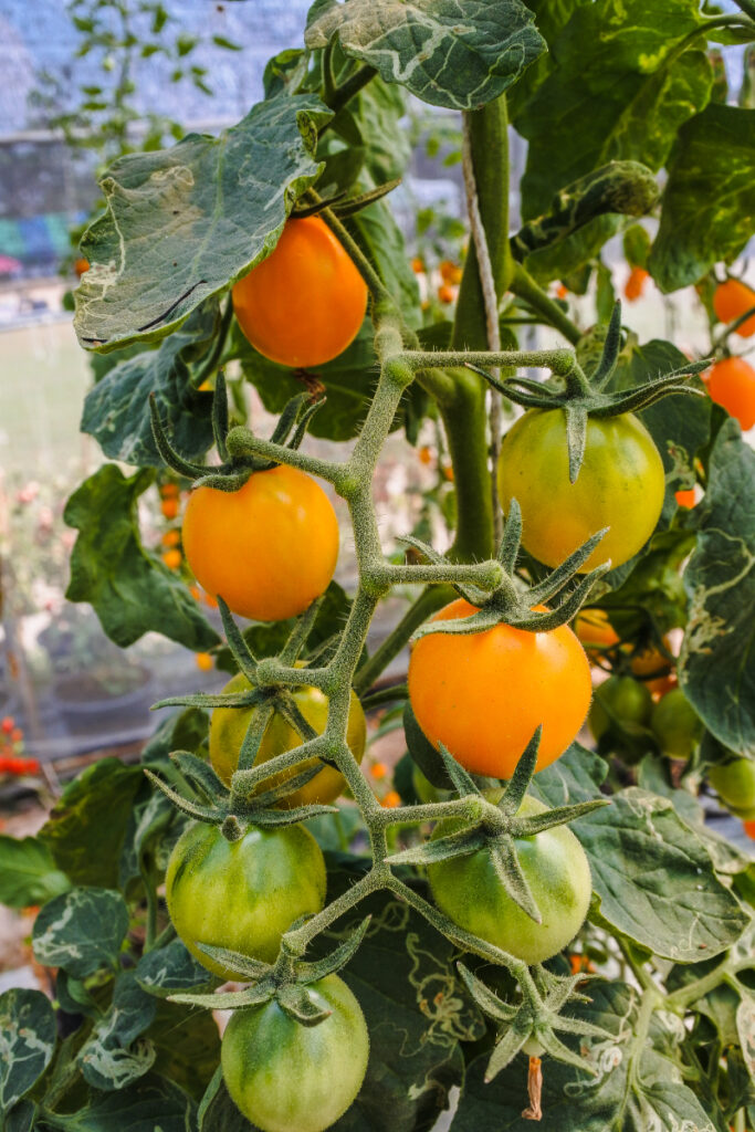 How to Grow Husky Cherry Red Tomatoes