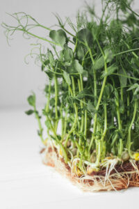 How to Grow Microgreens Without Soil