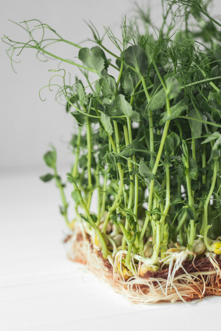How to Grow Microgreens Without Soil