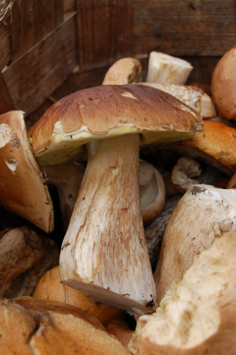 Dried to Alive: Mushroom Growing Made Easy