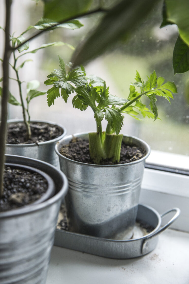 How to Grow Plants Indoors Without Sunlight