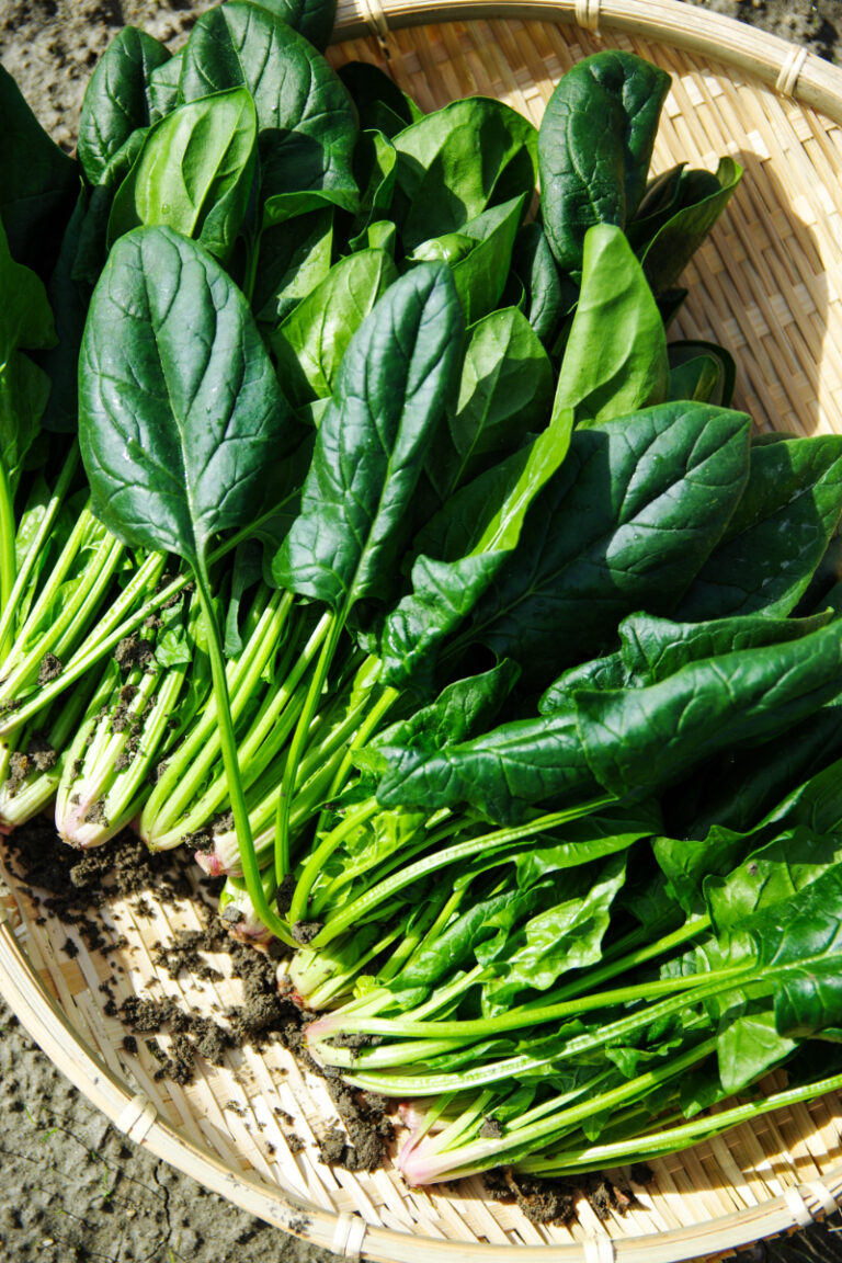 Spinach Success: How to Grow in Texas