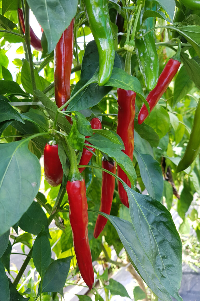 Thai Chili Peppers: Spice Up Your Life