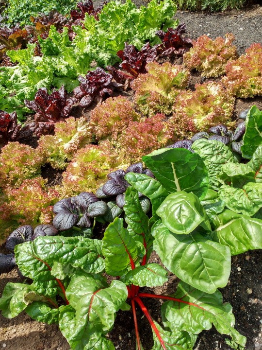 How to Grow Lettuce Year Round