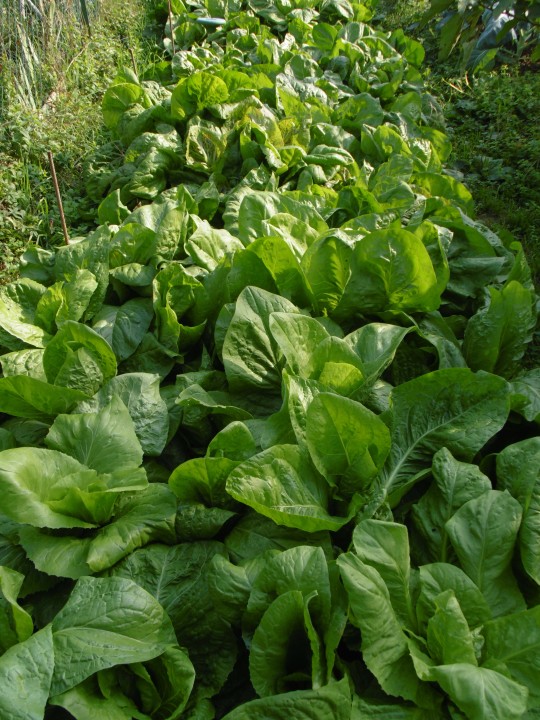 Best Vegetables That Grow in the Shade